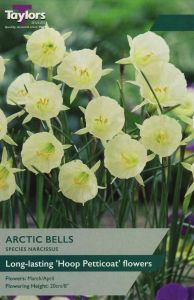 Taylors Daffodils - Artic Bells