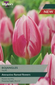 Taylors Tulips - Bojangles