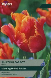Taylors Tulips - Amazing Parrot