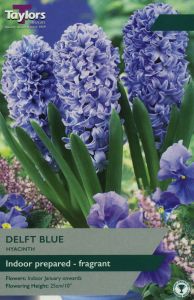 Taylors Hyacinth - Prepared Delft Blue