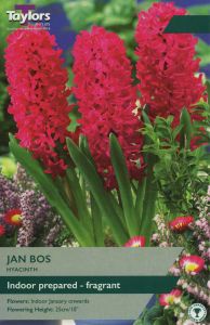 Taylors Hyacinth - Prepared Jan Bos