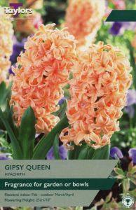 Taylors Hyacinth - Gipsy Queen Select