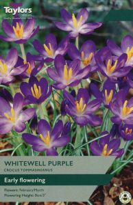 Taylors Crocus - Whitewell Purple