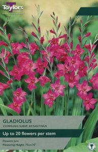 Taylors Gladiolus - Italicus