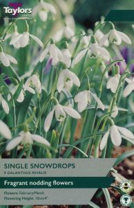 Snowdrops - Galanthus Nivalis