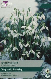 Taylors Snowdrops - Galanthus Elwesii