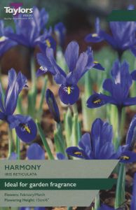 Iris - Reticulata Harmony
