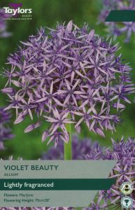 Allium - Violet Beauty