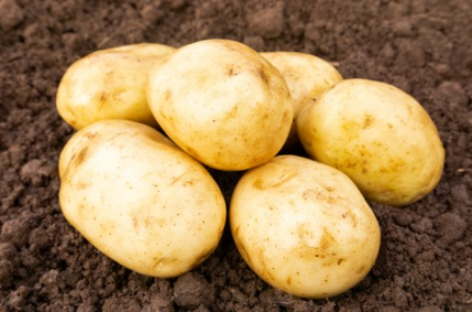 20kg Ulster Prince Seed Potatoes