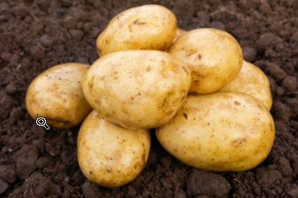 2Kg Ulster Sceptre Seed Potatoes