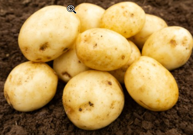20kg Valor Seed Potatoes