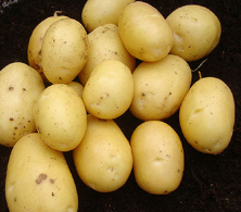 8 x 2kg Vivaldi Seed Potatoes