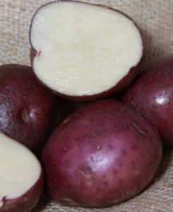 25kg Arran Victory (organic) Seed Potatoes 