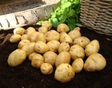 2Kg British Queen Seed Potatoes