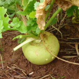 Green Globe Turnip