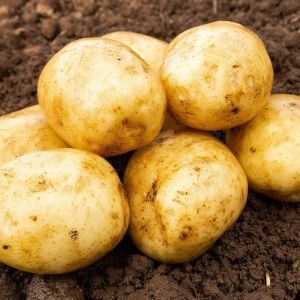 20kg Sherine Seed Potatoes