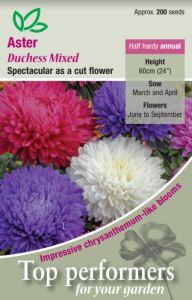 Aster Duchess Mixed                             