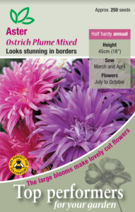 Aster Ostrich Plume Mixed                  