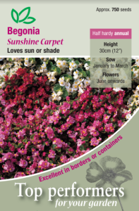 Begonia Sunshine Carpet                  