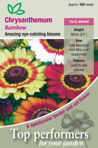 Chrysanthemum Rainbow        