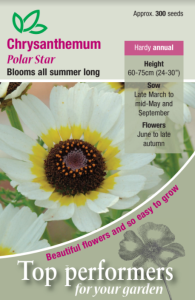 Chrysanthemum Polar Star                   