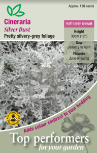 Cineraria Maritima Silver Dust                   