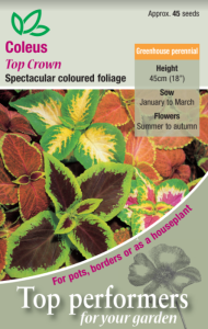 Coleus Top Crown                               