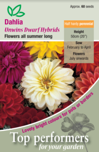 Dahlia Unwin Dwarf                                
