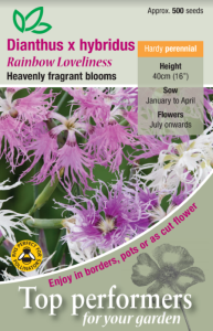 Dianthus Hybridus Rainbow Loveliness             