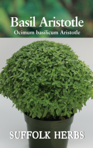 Herb Basil Aristotle                       