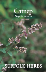 Herb Catnep                                   