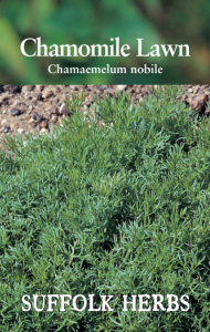 Herb Chamomile Lawn
