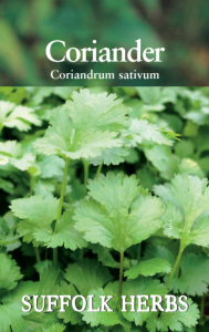 Herb Coriander                                   
