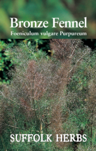 Herb Fennel Bronze                           