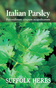 Herb Parsley Italian