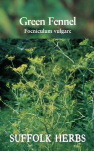 Herb Fennel Green                     
