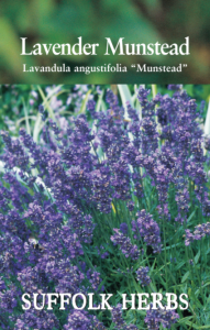 Herb Lavender Munstead                           