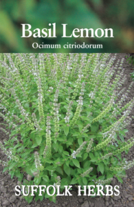 Herb Basil Lemon 