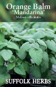 Herb Balm Orange Mandarina                      