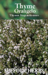 Herb Thyme Orangelo 