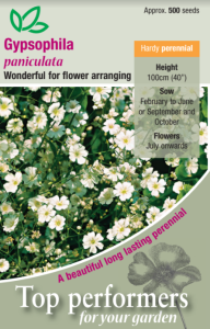 Gypsophila Paniculata                         