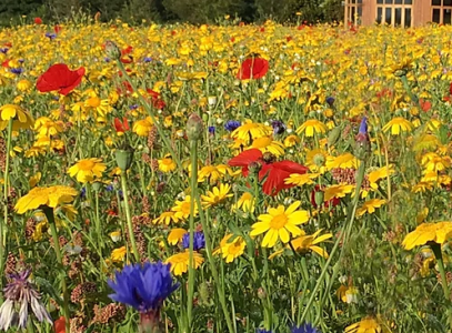 AC1 Cornfield Annual Wildflower Seed Mix 100% 1kg