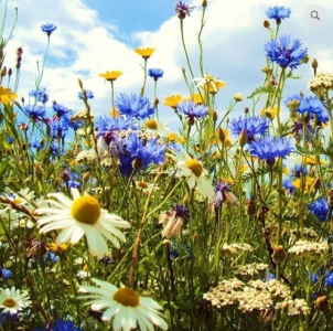 AP1 Premium Wildflower Seed Mix 100% (without grass) 1kg
