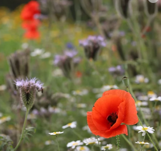 AP2 Eco Wildflower Seed Mix (without grass) 1kg