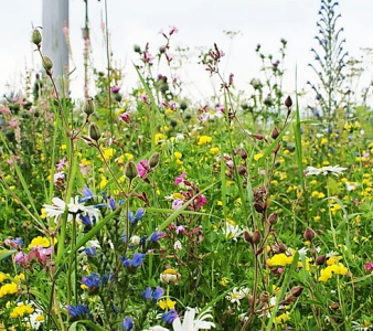 AP3 Colour Bright Wildflower Seed Mix 100% 100g