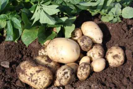 20kg Accord Seed Potatoes