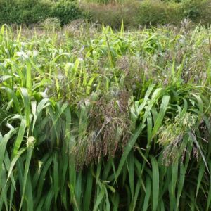 Ambush Millet Mix 10kg