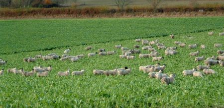 Autumn Feed 5kg
