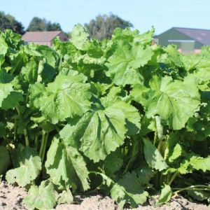 Avalon Stubble Turnip 10kg