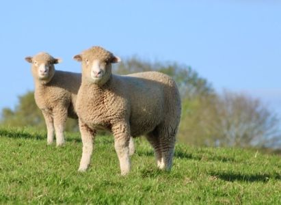Lamb Finisher 16+ Pellets 20kg                   